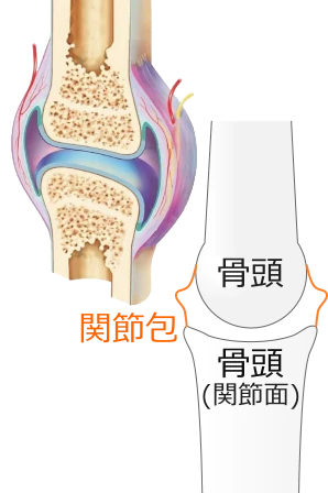 関節包